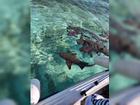 A stunning view of sharks swimming in crystal-clear waters, showcasing the vibrant marine life in the area — a perfect encounter for wildlife enthusiasts.