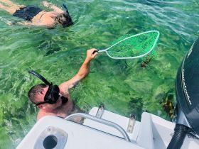 A snorkeler attempts to catch a lobster while another swimmer explores the vibrant underwater world — a thrilling experience for marine enthusiasts.