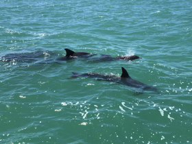 A pod of dolphins gracefully swims through the clear turquoise waters, showcasing the beauty of marine wildlife in their natural habitat.