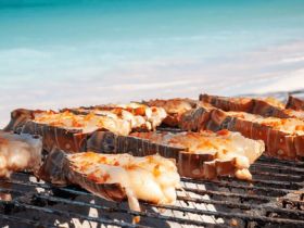 Grilled lobsters
