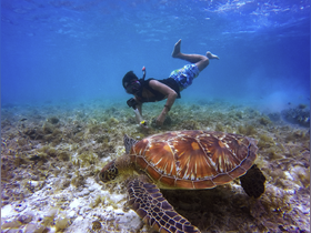 A snorkeler interacts with a majestic sea turtle in crystal-clear waters, showcasing the beauty of marine wildlife encounters.