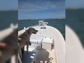 A dog enjoys a sunny day on a boat, showcasing the joy of pet-friendly boating adventures.