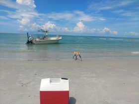 A scenic view of a boat anchored near the beach, with a dog playfully walking along the shore — a perfect snapshot of a relaxing day by the water.