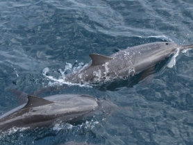 Charter Image