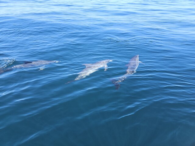 Listing image 1114871