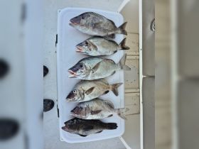 A fresh catch of fish displayed on a table, showcasing the successful fishing trip — perfect for anglers looking to enjoy their haul.