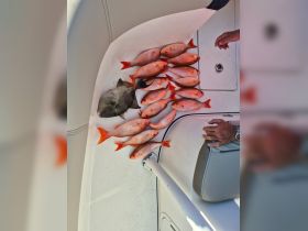 A successful fishing trip showcases a catch of vibrant snappers on board, highlighting the thrill of deep-sea fishing adventures.