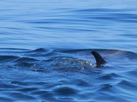 A close-up view of a dolphin's dorsal fin breaking the surface of the water, showcasing the beauty of marine wildlife in its natural habitat.