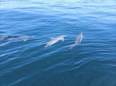 Seahorse Fishing Charters and Tours