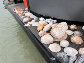A collection of beautiful seashells displayed on the deck of a boat, perfect for beachcombing enthusiasts and marine life lovers.