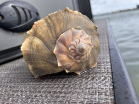 A close-up of a shell resting on a surface near water, showcasing its intricate patterns and textures.
