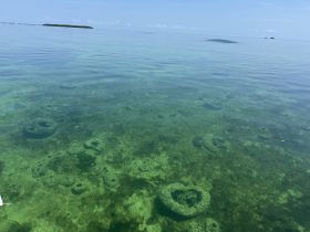 A view of the underwater landscape with unclear features, possibly showcasing marine life or structures, but lacks clarity.