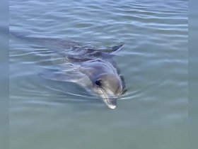 A close-up view of a dolphin swimming gracefully in clear waters, showcasing the beauty of marine wildlife.
