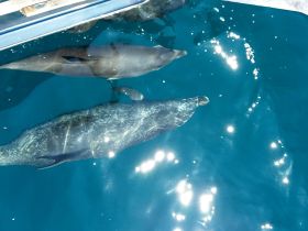 A stunning close-up of dolphins swimming gracefully in crystal-clear waters, showcasing the beauty of marine wildlife encounters.