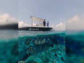 Two individuals stand on a boat above a vibrant underwater scene featuring stingrays and colorful fish, showcasing a unique wildlife encounter in crystal-clear waters.
