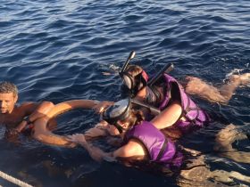 A group enjoys snorkeling in the open water, showcasing a fun and adventurous experience on the water.