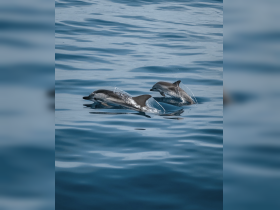 A captivating moment capturing dolphins swimming gracefully in calm waters, showcasing the beauty of marine wildlife.