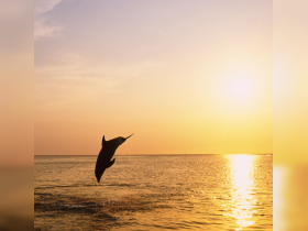 A stunning silhouette of a dolphin jumping against a vibrant sunset, capturing the beauty of wildlife in its natural habitat.