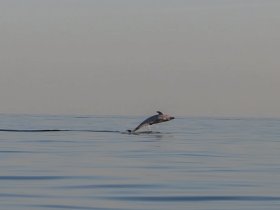 A stunning capture of a dolphin leaping gracefully from the calm waters, showcasing the beauty of marine wildlife in their natural habitat.