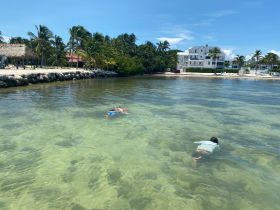 Two individuals enjoy snorkeling in the clear waters near a beach, surrounded by lush palm trees — a perfect scene for aquatic adventures.