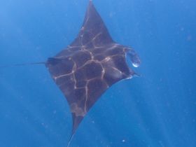 A stunning underwater shot of a stingray gliding gracefully through the clear blue waters, showcasing the beauty of marine wildlife.