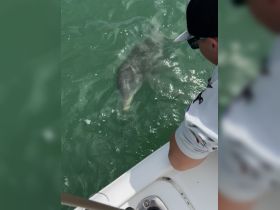 A child interacts with a dolphin swimming close to the boat, showcasing a memorable wildlife encounter in the water.