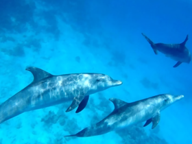 A captivating underwater scene featuring dolphins swimming gracefully in crystal-clear waters — a stunning display of marine wildlife.