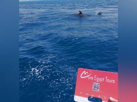 Dolphins swim gracefully in the clear blue waters, showcasing the beauty of marine wildlife during a boat tour in Egypt.