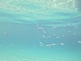 A serene underwater scene showcasing a school of fish swimming in crystal-clear waters, perfect for snorkeling enthusiasts and marine life lovers.