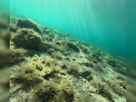 A serene underwater scene showcasing the ocean floor with rocks and marine vegetation, perfect for snorkeling and diving enthusiasts.