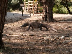 A Komodo dragon roams through a natural setting, showcasing the unique wildlife of its habitat. This fascinating creature is a highlight for nature enthusiasts and wildlife photographers.