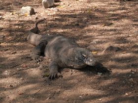 A close-up of a Komodo dragon resting on the ground, showcasing its impressive size and texture — a remarkable sight in its natural habitat.
