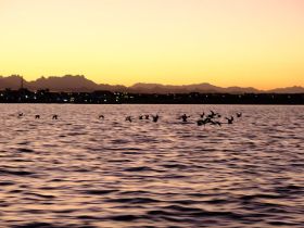 A stunning sunset view with birds flying over the water, creating a serene atmosphere perfect for nature lovers and photographers.
