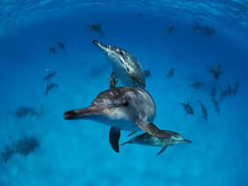 A stunning underwater shot of dolphins swimming gracefully in crystal-clear waters, showcasing the beauty of marine wildlife.