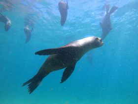 A playful seal swims gracefully underwater, surrounded by its companions in a vibrant marine environment — a captivating wildlife moment in the ocean.