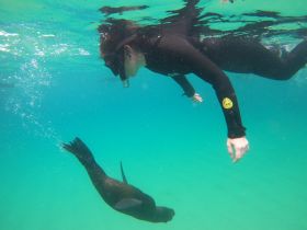 A snorkeler interacts with a playful seal underwater, showcasing a unique wildlife experience in crystal-clear waters.