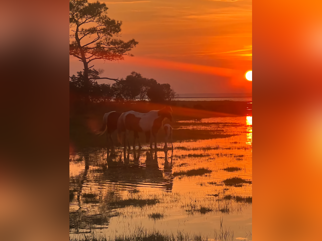 Listing image 1170442