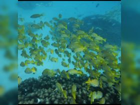 A vibrant school of yellow-striped fish swims gracefully in clear blue waters, showcasing the beauty of marine life in their natural habitat.