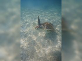 A stunning close-up of a sea turtle gracefully swimming through clear waters, showcasing the beauty of marine wildlife.