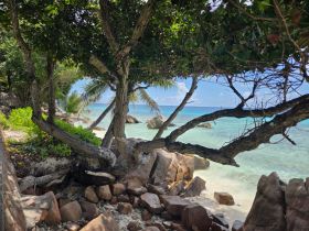 A scenic view of a beach framed by trees, showcasing the natural beauty of the coastline.