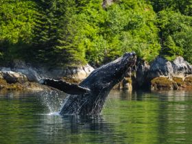 A majestic humpback whale breaches the surface, creating a stunning display of nature in a serene coastal setting — a breathtaking moment for wildlife enthusiasts.