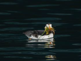 A puffin swims gracefully in the water, showcasing its vibrant beak and carrying greenery, highlighting the beauty of wildlife in its natural habitat.