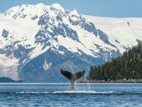 A majestic whale breaches the surface of the water against a stunning backdrop of snow-capped mountains, showcasing the beauty of wildlife in its natural habitat.