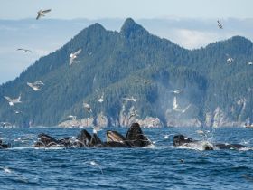 A breathtaking scene of humpback whales feeding in the ocean, surrounded by seagulls, showcasing the beauty of marine wildlife in their natural habitat.