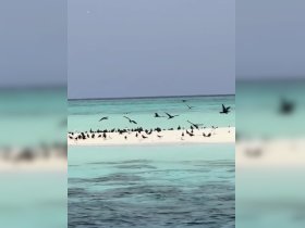 A stunning view of various birds gathered on a sandy island, surrounded by crystal-clear turquoise waters — a serene wildlife scene perfect for nature lovers.