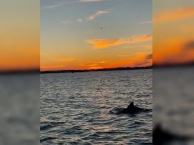 A dolphin gracefully surfaces in the water against a stunning sunset backdrop, showcasing the beauty of wildlife encounters on the water.