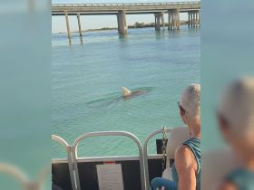 A dolphin swims near a boat, captivating passengers with its playful presence — a delightful wildlife encounter on the water.