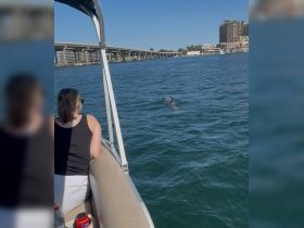 A woman enjoys a close encounter with a dolphin while on a boat, showcasing the beauty of wildlife interactions in the water.