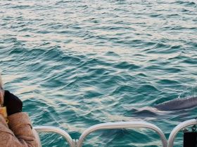A person enjoys a close encounter with a dolphin swimming alongside the boat, showcasing the beauty of marine wildlife in their natural habitat.