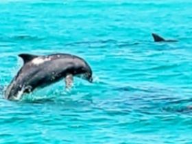 Possible Dolphin Sightings